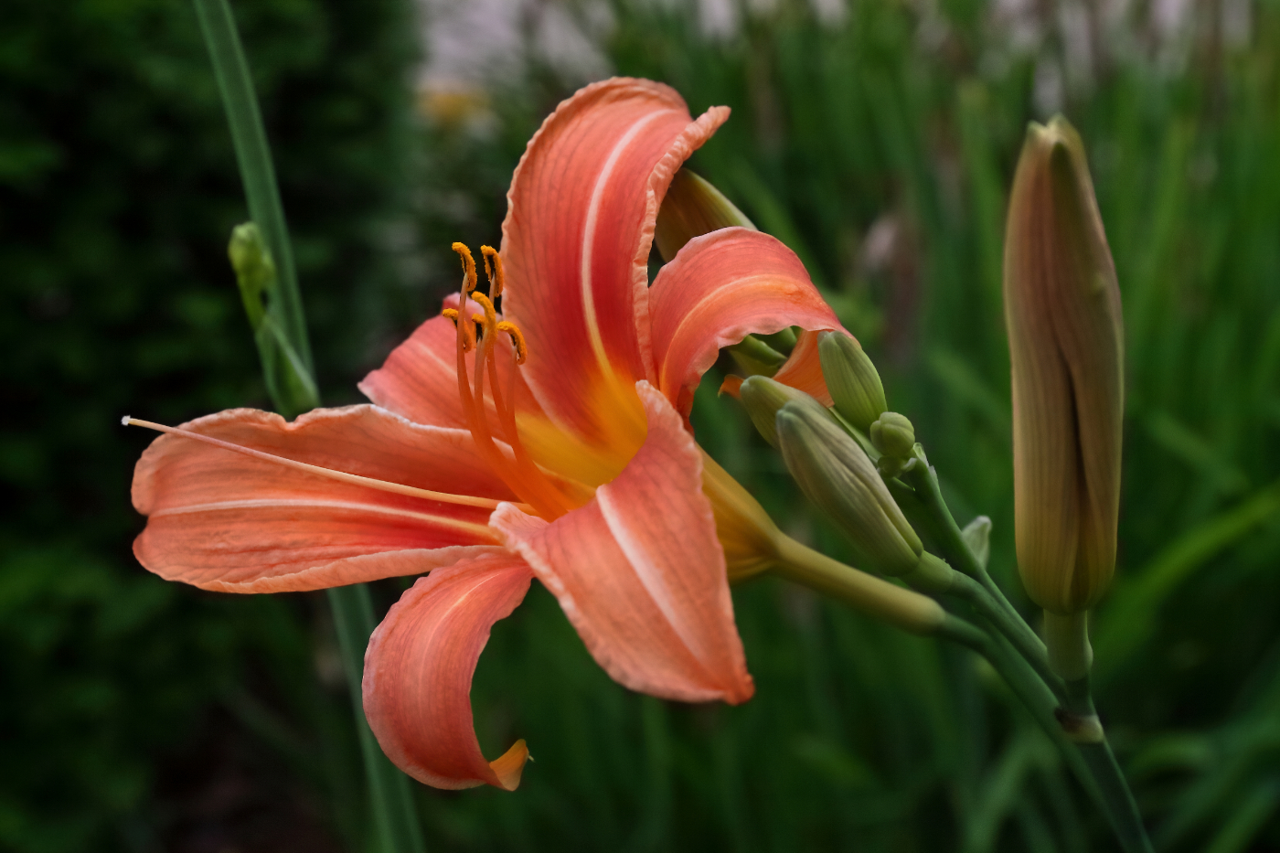 2011 06 13 IMG 33055e